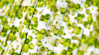 Life Science - grøne planter - fibre under mikroskop