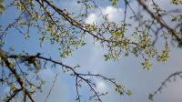 Forår - træ - grøn - himmel-1920x1080